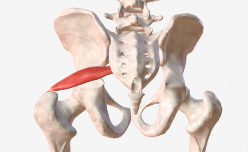 Der Musculus Piriformis 