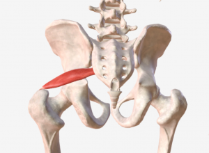 Der Musculus Piriformis 